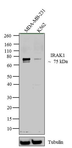 IRAK1 Rabbit anti-Human, Polyclonal, Invitrogen 100 &mu;g | Buy Online | Invitrogen | Fisher Scientific