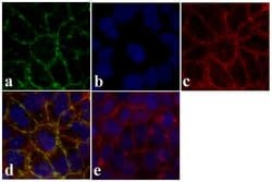 Invitrogen Claudin 12 Polyclonal Antibody 100 &mu;g; Unconjugated:Antibodies,