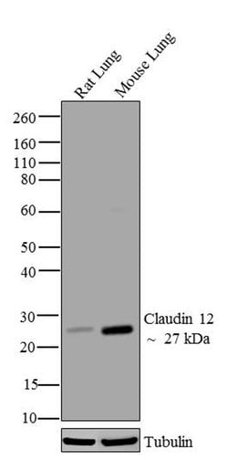 Invitrogen Claudin 12 Polyclonal Antibody 100 &mu;g; Unconjugated:Antibodies,