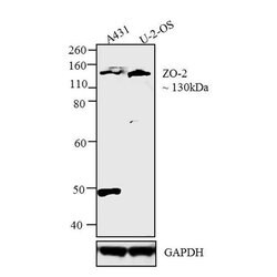 Invitrogen ZO-2 Polyclonal Antibody 100 &mu;g | Buy Online | Invitrogen&trade; | Fisher Scientific