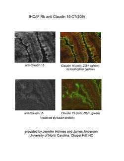Invitrogen Claudin 15 Polyclonal Antibody 100 &mu;g; Unconjugated:Antibodies,