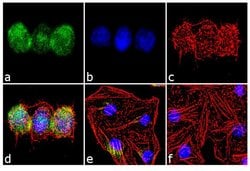 Invitrogen Aurora C Polyclonal Antibody 100 &mu;g; Unconjugated:Antibodies,