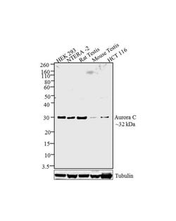 Invitrogen Aurora C Polyclonal Antibody 100 &mu;g; Unconjugated:Antibodies,
