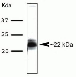 Invitrogen AID Monoclonal Antibody (ZA001) 100 &mu;g | Buy Online | Invitrogen&trade; | Fisher Scientific