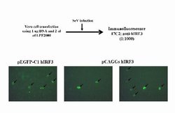 IRF3 Mouse anti-Human, Clone: 17C2, Invitrogen 100 &mu;g; Unconjugated:Antibodies,