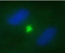 Invitrogen INCENP Monoclonal Antibody (58-217) 100 &mu;g; Unconjugated:Antibodies,