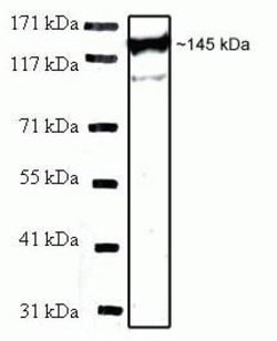 Invitrogen INCENP Monoclonal Antibody (58-217) 100 &mu;g; Unconjugated:Antibodies,