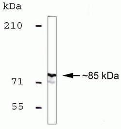 MLH1 Mouse anti-Human, Clone: ZM001, Invitrogen 100 &mu;g; Unconjugated:Antibodies,