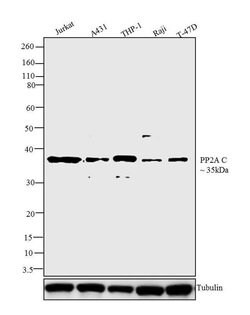Invitrogen PPP2R5C Monoclonal Antibody (TQ11-1G6) 100 &mu;g; Unconjugated:Antibodies,