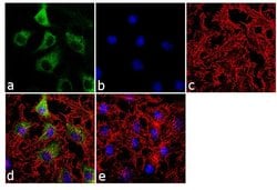 Invitrogen NQO1 Monoclonal Antibody (A180) 100 &mu;g; Unconjugated:Antibodies,