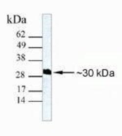 Invitrogen Galectin 3 Monoclonal Antibody (ZG001) 100 &mu;g; Unconjugated:Antibodies,