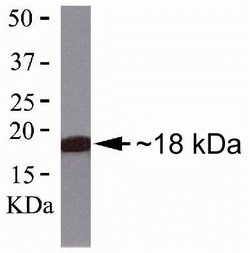 PACAP Monoclonal Antibody (ZP006), Invitrogen 100 &mu;g | Buy Online | Thermo Scientific | Fisher Scientific