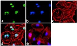 Invitrogen KLF6 Monoclonal Antibody (9A2) 100 &mu;g; Unconjugated:Antibodies,