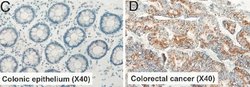 Invitrogen KLF6 Monoclonal Antibody (9A2) 100 &mu;g; Unconjugated:Antibodies,
