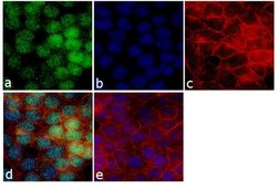 Invitrogen MINA53 Monoclonal Antibody (M532) 100 &mu;g; Unconjugated:Antibodies,