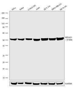 Invitrogen MINA53 Monoclonal Antibody (M532) 100 &mu;g; Unconjugated:Antibodies,