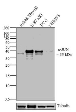 Invitrogen c-Jun Monoclonal Antibody (ZC008) 100 &mu;g | Buy Online | Invitrogen&trade; | Fisher Scientific
