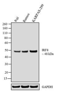 Invitrogen IRF8 Monoclonal Antibody (ZI003) 100 &mu;g; Unconjugated:Anticuerpos