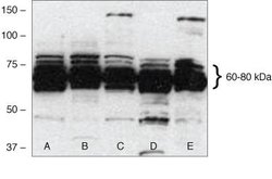 Invitrogen FBXW7 Polyclonal Antibody 100 &mu;g; Unconjugated:Antibodies,
