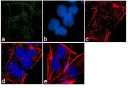 Invitrogen PDE4B Polyclonal Antibody 100 &mu;g; Unconjugated:Antibodies,