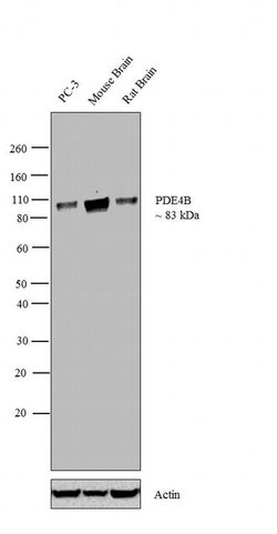 Invitrogen PDE4B Polyclonal Antibody 100 &mu;g; Unconjugated:Antibodies,