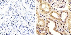 Invitrogen FBXW7 Polyclonal Antibody 100 &mu;g; Unconjugated:Antibodies,