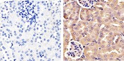 Invitrogen FBXW7 Polyclonal Antibody 100 &mu;g; Unconjugated:Antibodies,