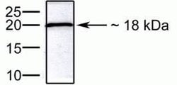 Invitrogen SUMO-3 Polyclonal Antibody 100 &mu;g; Unconjugated:Antibodies,
