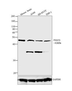 Invitrogen PDGF-D Polyclonal Antibody 100 &mu;g; Unconjugated:Antibodies,