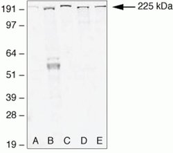 Invitrogen ZO-1 Polyclonal Antibody (ZMD.437) 100 &mu;g; Unconjugated:Antibodies,