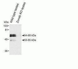 Invitrogen ZONAB Polyclonal Antibody 100 &mu;g; Unconjugated:Antibodies,