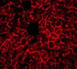 Invitrogen ZONAB Polyclonal Antibody 100 &mu;g; Unconjugated:Antibodies,