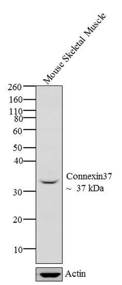 Invitrogen Connexin 37 Polyclonal Antibody 100 &mu;g | Buy Online | Invitrogen&trade; | Fisher Scientific