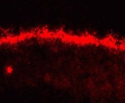 Invitrogen GJA10 Polyclonal Antibody 100 &mu;g; Unconjugated:Antibodies,