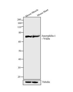 Invitrogen JPH1 Polyclonal Antibody 100 &mu;g; Unconjugated:Antibodies,