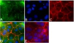 Invitrogen Occludin Polyclonal Antibody 100 &mu;g; Unconjugated:Antibodies,