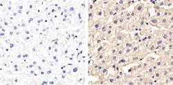 Invitrogen Occludin Polyclonal Antibody 100 &mu;g; Unconjugated:Antibodies,