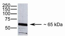 Invitrogen Occludin Polyclonal Antibody 100 &mu;g; Unconjugated:Antibodies,