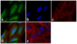Invitrogen Metadherin Polyclonal Antibody 100 &mu;g; Unconjugated:Antibodies,