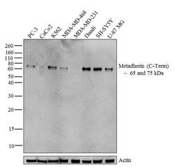 Invitrogen Metadherin Polyclonal Antibody 100 &mu;g; Unconjugated:Antibodies,