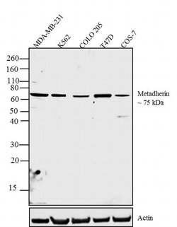 Invitrogen Metadherin Polyclonal Antibody 100 &mu;g; Unconjugated:Antibodies,