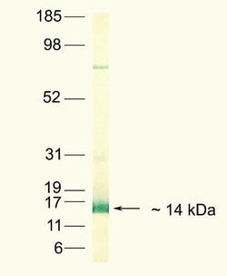 Invitrogen Angiopoietin 2 Polyclonal Antibody 100 &mu;g; Unconjugated:Antibodies,