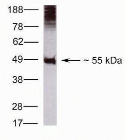 CDw293 Polyclonal Antibody, Invitrogen 100 &mu;g; Unconjugated:Antibodies,