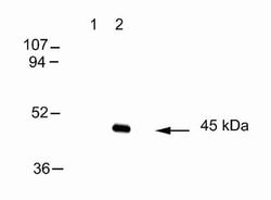 Invitrogen Connexin 45 Monoclonal Antibody (5C7G1) 100 &mu;g; Unconjugated:Antibodies,