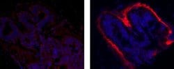 Collagen X Monoclonal Antibody (X53), eFluor 570, eBioscience , Invitrogen:Antibodies:Primary