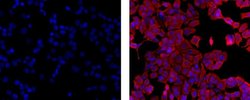Invitrogen Cytokeratin 18 Monoclonal Antibody (LDK18), eFluor 570, eBioscience