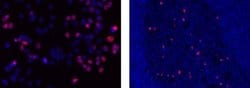 Invitrogen Phospho-Histone H2A.X (Ser139) Monoclonal Antibody (CR55T33),