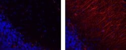 Invitrogen GFAP Monoclonal Antibody (GA5), eFluor 570, eBioscience 100