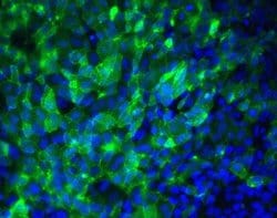 Invitrogen TRA-1-60 Monoclonal Antibody (cl.A) 100 &mu;g; Unconjugated:Antibodies,