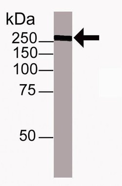 Invitrogen TRA-1-60 Monoclonal Antibody (cl.A) 100 &mu;g; Unconjugated:Antibodies,